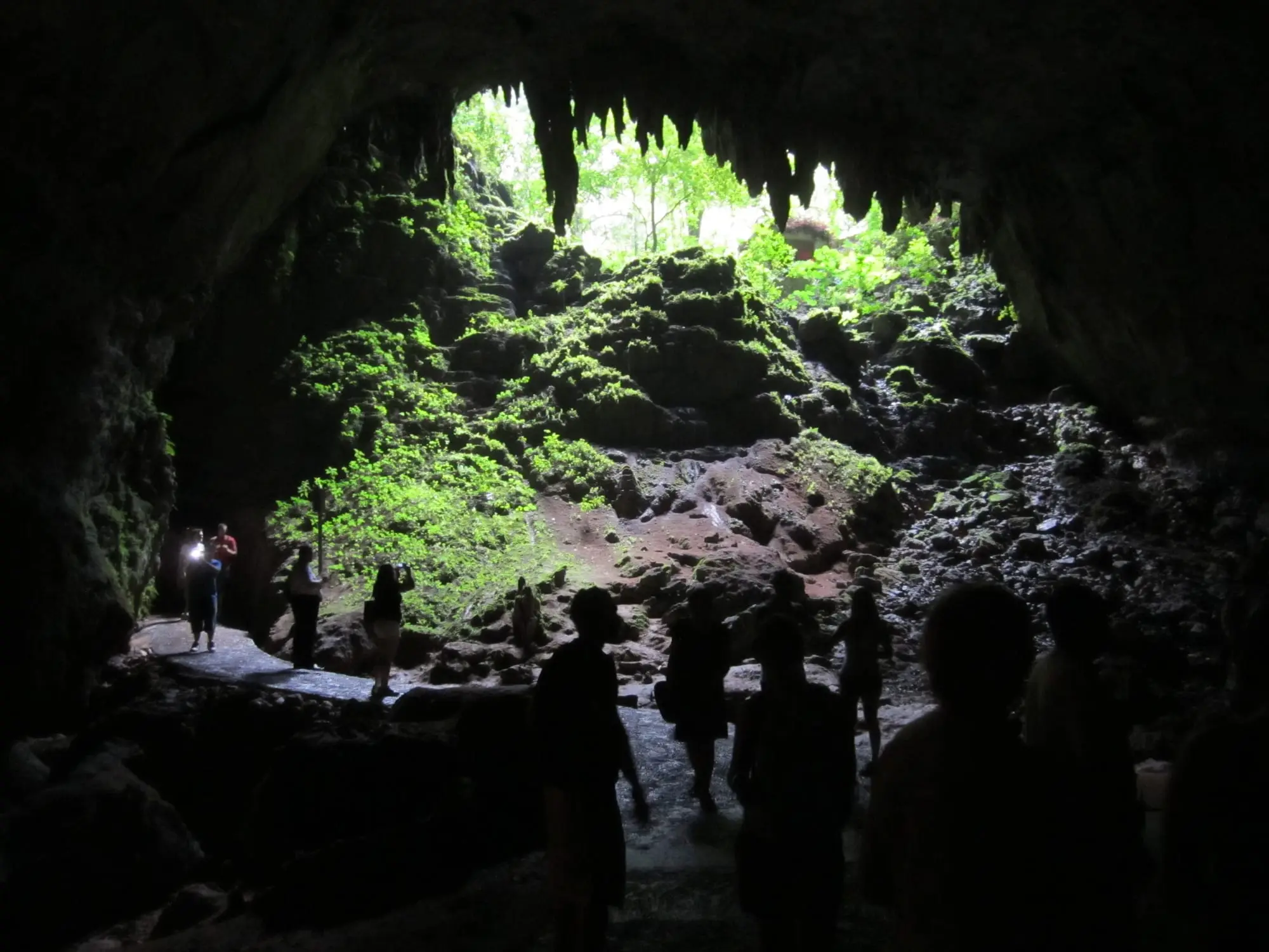 Visitors on the path inside the huge entrance of Cueva Clara, with daylight and vegetation at the cave mouth