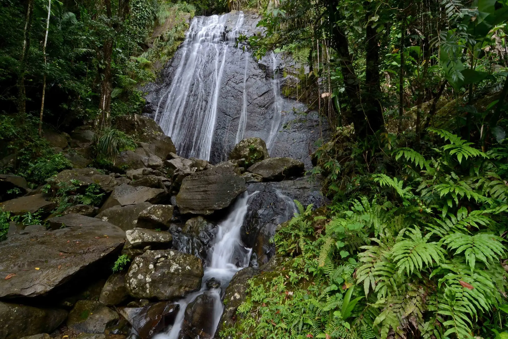 La cascada La Coca, en El Yunque, un salto alto que resbala por una ancha pared de roca entre helechos y bosque lluvioso