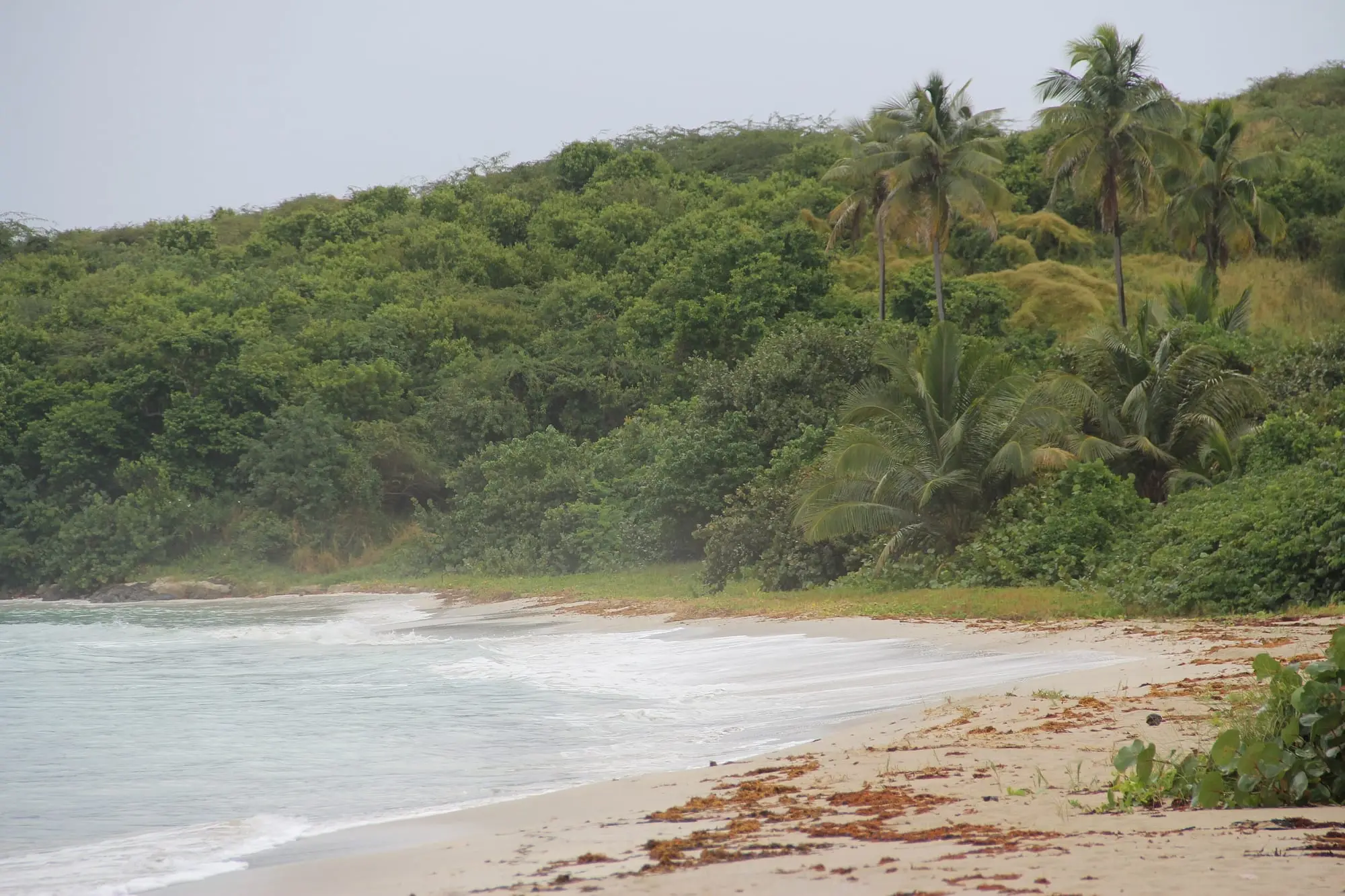 Zoní Beach, an undeveloped stretch of sand backed by palms and dense green scrub on the north-east coast of Culebra